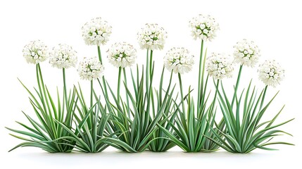 Fototapeta premium Lush White Flower Cluster with Green Foliage - Isolated on White Background.