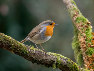 Rotkehlchen (Erithacus rubecula)