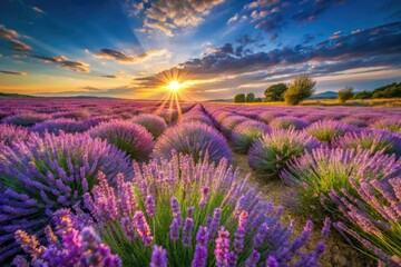 Fototapeta premium Sun-drenched lavender fields, a breathtaking purple expanse under summer skies.