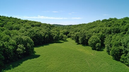 Expansive green meadow surrounded by lush trees under clear blue