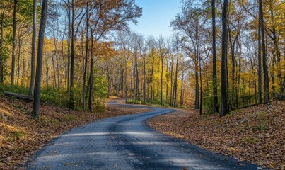 Obraz premium Forest road winding through trees at low angle view