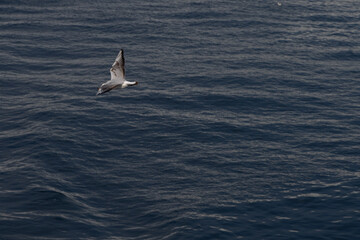 Seagull gliding over deep blue sea, minimal aerial wildlife over water