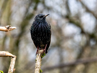 Star (Sturnus vulgaris)