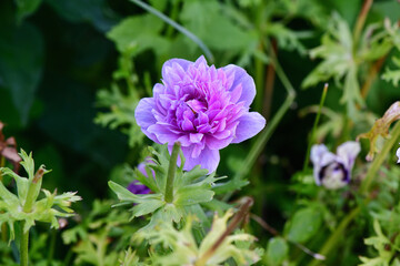 A beautiful purple anemone on a green row in our garden.
