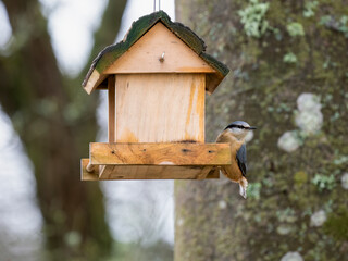  Kleiber (Sitta europaea)