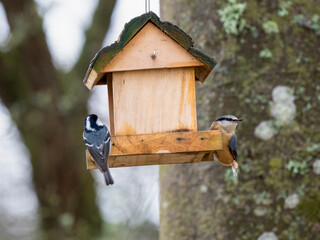 Tannenmeise (Periparus ater)