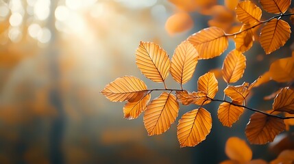 Golden autumn leaves backlit by sun in forest; nature background for website or calendar