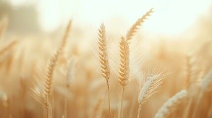 Golden wheat field at sunset, ripe harvest, rural landscape, agriculture background, perfect for food or farming industry