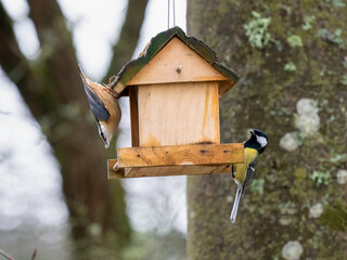 Kohlmeise (Parus major)     Kleiber&nbsp;(Sitta europaea)