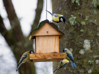 Kohlmeise (Parus major)      Blaumeise (Cyanistes caeruleu)