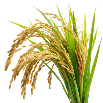 Rice plant isolated on transparent background