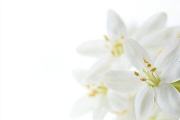 Obraz premium Delicate edelweiss flowers showcasing intricate details on a pristine white background for elegant and serene compositions