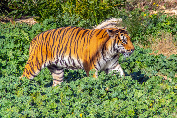 Siberian Tiger, Majestic Wild Animal of the Forest