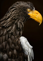 A close up of a Steller's sea eagle, (Pacific sea eagle or white-shouldered eagle), caught mid blink, showing nictitating membrane