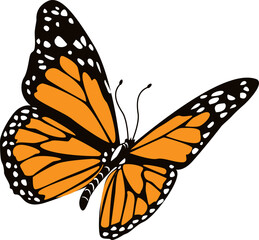 butterfly isolated on white background.The butterfly spreads its wings and is ready to fly.