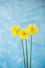 three spring flowers of bright yellow daffodils on a background of a blue wall with a texture of putty. copy space. easter spring background.