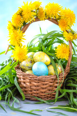 delicate spring Easter still life with spring flowers yellow dandelions and quail painted eggs.