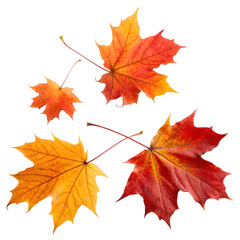 Obraz premium autumn leaves isolated on white