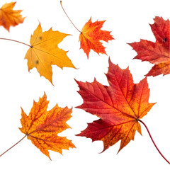 Fototapeta premium autumn leaves isolated on white