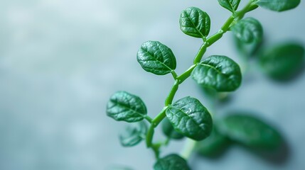 Lush green plant stem closeup, soft background, nature, growth,  wellness imagery, website banner
