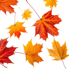 Obraz premium autumn leaves isolated on white