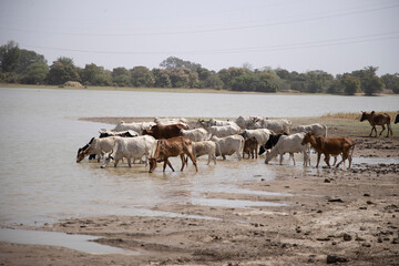 les boeufs dans un barrage pour s'abrever