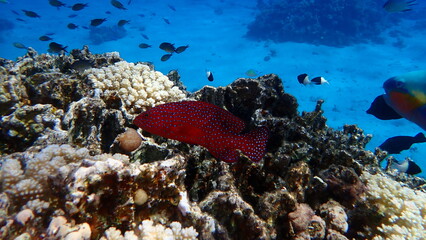 Coral grouper or coral hind (Cephalopholis miniata) undersea, Red Sea, Egypt, Sharm El Sheikh, Montazah Bay