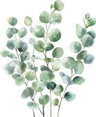 Eucalyptus Watercolor. Vector Illustration.