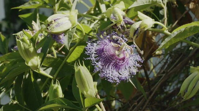 Passiflora flowers or passion vines, flowering plant in blossom close up.
