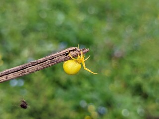 Misumena vatia – small yellow spider crawls along a branch. Photo of an insect in nature.