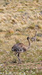 Vertical image of big group of Chicks Greater or American rhea Rhea americana also called Nandus slowly walking  on yellow grass