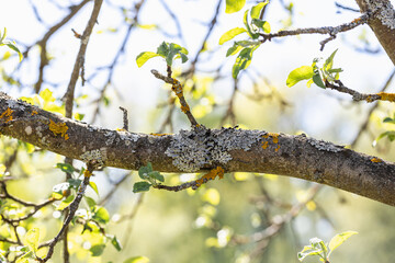 Gray and yellow lichen on the bark of an apple tree fruit tree