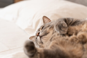 Domestic gray shorthair cat with green eyes lies on the owner's bed. The soft texture of the bedding highlight the comfort of premium materials and the importance of creating cozy, pet-friendly spaces