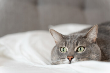 A wide-eyed gray tabby cat lies flat on a white bed, its playful and curious expression bringing life to a modern bedroom setting. 