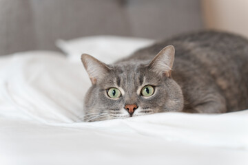 The alert posture of the gray tabby cat shows its playful personality, making it an ideal image for pet-related businesses or advertisements