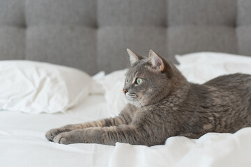 A gray tabby cat lies on a white bed in a sphinx pose, its bright green eyes looking straight into...