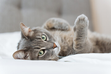 A gray tabby cat lies comfortably on a white bed, its bright green eyes looking directly at the...
