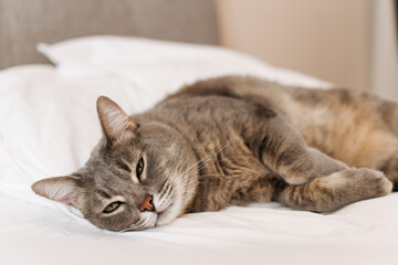 Domestic gray shorthair cat with green eyes lies on the owner's bed, tired from playing, lazy, sick, resting.	
