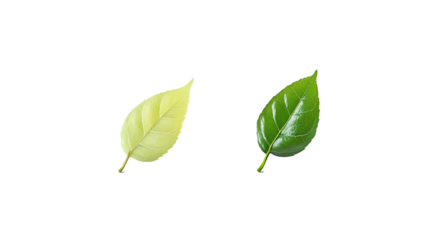 
Two leaves are shown side by side, one light green and the other dark green. Each leaf has unique textures and shapes, highlighting natural color variations. transparent background