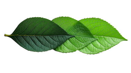 variety of leaves in different shades from dark green to light green are arranged in a row, showing the beauty of the natural transitions of color and texture of the leaves. on a transparent backgroun