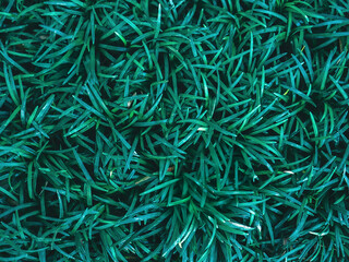 Beautiful nature background of vertical garden with tropical green leaf. Background of compactus plant.