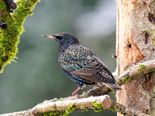 Star (Sturnus vulgaris)