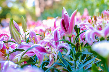 Colorful pink lily winter flower in botanic outdoor garden