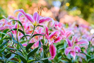 Colorful pink lily winter flower in botanic outdoor garden
