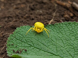 Misumena vatia – small yellow spider. Photo of an insect in nature.