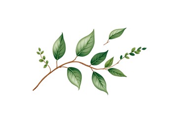 Fototapeta premium Serene Green Branch: A Botanical Illustration