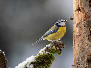 Blaumeise (Cyanistes caeruleu)