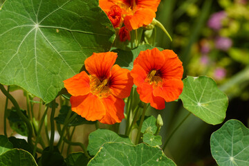 Closeup orange red flowering garden nasturtium (Tropaeolum majus), family Tropaeolaceae. Dutch garden, June