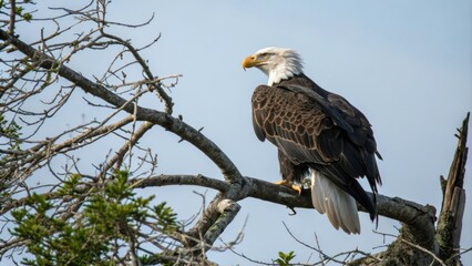 Bald eagle sitting on a tree branch with wings folded, wildlife, arboreal, fauna, woodland, branches