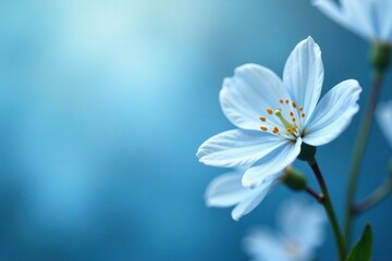 Fototapeta premium Delicate white blooms in sky blue bell-shaped flowers, flowers, blue, white